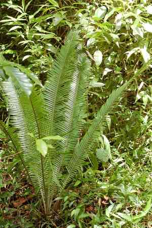 Virgin's palm(Dioon edule)