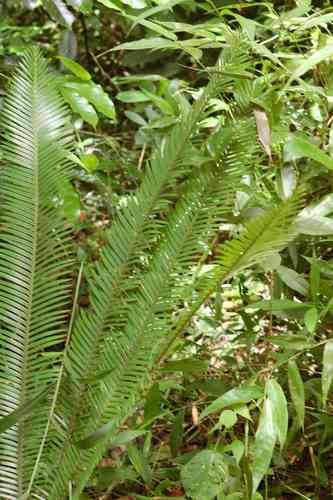 Virgin's palm(Dioon edule)