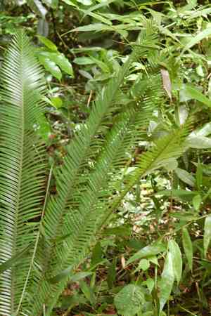 Virgin's palm(Dioon edule)