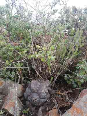 Elephant's foot(Dioscorea elephantipes)