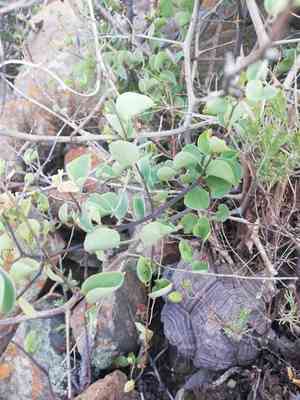 Elephant's foot(Dioscorea elephantipes)