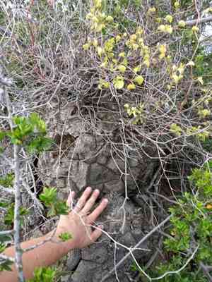 Elephant's foot(Dioscorea elephantipes)