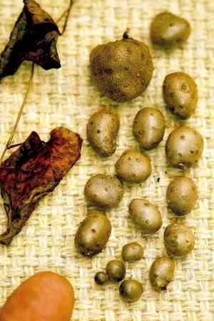 Chinese yam(Dioscorea polystachya)