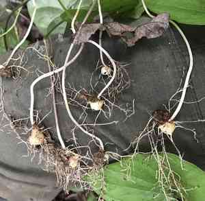Chinese yam(Dioscorea polystachya)