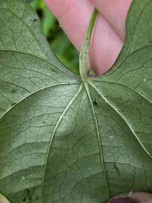 Chinese yam(Dioscorea polystachya)