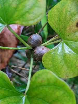 Chinese yam(Dioscorea polystachya)