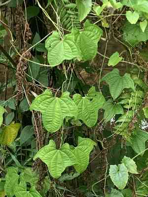 Zanzibar yam(Dioscorea sansibarensis)