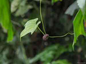 Zanzibar yam(Dioscorea sansibarensis)