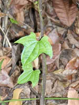 Zanzibar yam(Dioscorea sansibarensis)