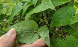 Wild yam(Dioscorea villosa)