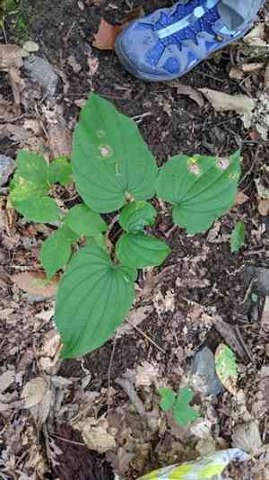 Wild yam(Dioscorea villosa)