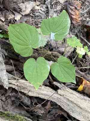 Wild yam(Dioscorea villosa)