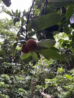 Velvet apple(Diospyros blancoi)