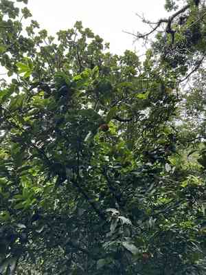 Velvet apple(Diospyros blancoi)