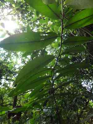 Velvet apple(Diospyros blancoi)