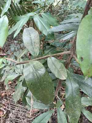 Velvet apple(Diospyros blancoi)