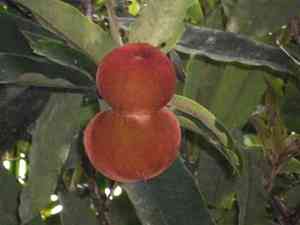 Velvet apple(Diospyros discolor)