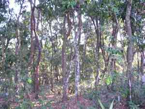 Ebony(Diospyros ebenum)