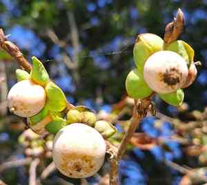 Date-plum(Diospyros lotus)