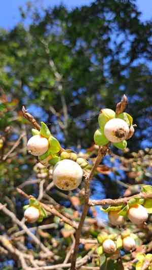 Date-plum(Diospyros lotus)
