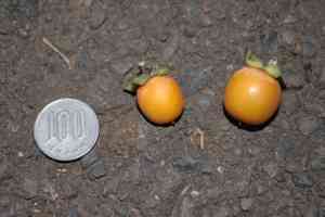 Date-plum(Diospyros lotus)