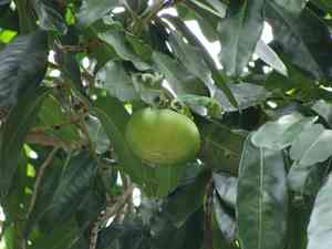 Black sapote(Diospyros nigra)