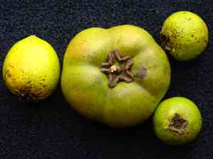 Black sapote(Diospyros nigra)