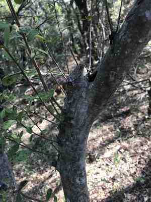Texas persimmon(Diospyros texana)