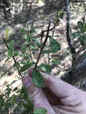 Texas persimmon(Diospyros texana)