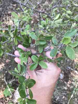 Texas persimmon(Diospyros texana)