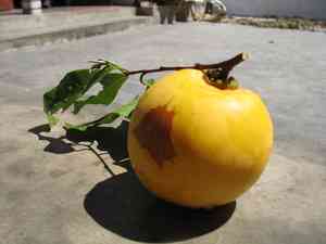 Diospyros (Diospyros)(Diospyros)