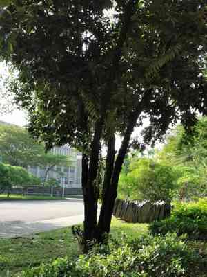 Diospyros (Diospyros)(Diospyros)