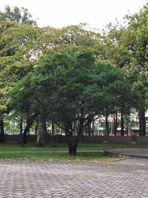 Diospyros (Diospyros)(Diospyros)
