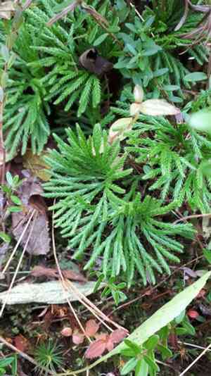 Fan clubmoss(Diphasiastrum digitatum)