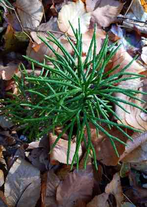 Fan clubmoss(Diphasiastrum digitatum)