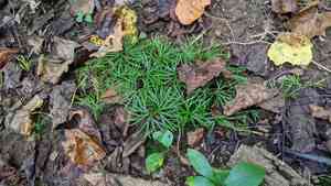 Fan clubmoss(Diphasiastrum digitatum)