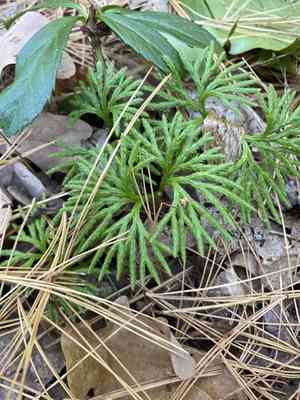 Fan clubmoss(Diphasiastrum digitatum)