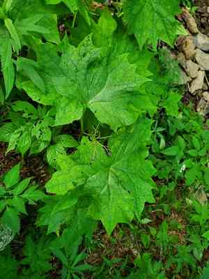 American Umbrellaleaf(Diphylleia cymosa)