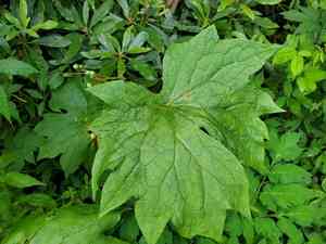 American Umbrellaleaf(Diphylleia cymosa)