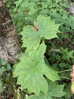 American Umbrellaleaf(Diphylleia cymosa)
