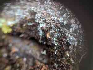 Nut moss(Diphyscium foliosum)