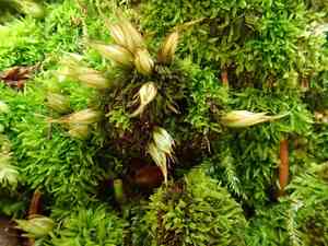 Nut moss(Diphyscium foliosum)