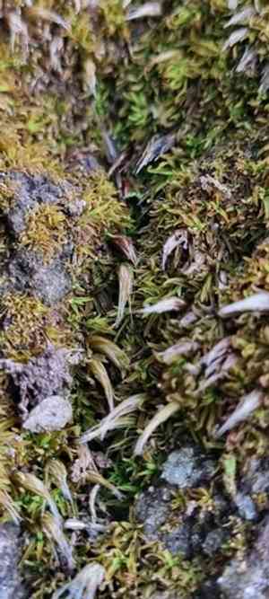 Nut moss(Diphyscium foliosum)