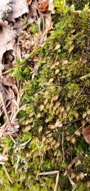 Nut moss(Diphyscium foliosum)