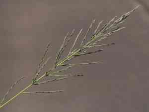 Brown beetle-grass(Diplachne fusca)