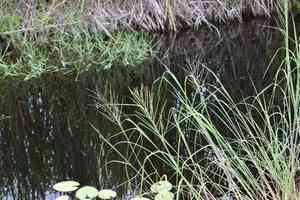 Brown beetle-grass(Diplachne fusca)