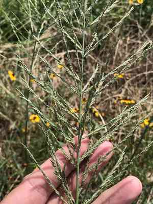 Brown beetle-grass(Diplachne fusca)