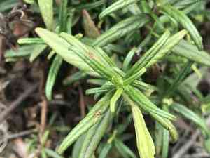Sticky monkey-flower(Diplacus aurantiacus)