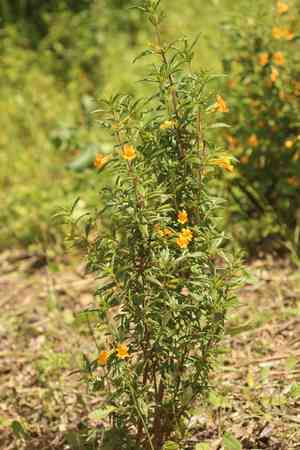 Sticky monkey-flower(Diplacus aurantiacus)