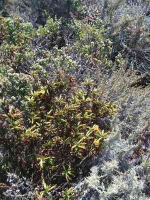 Sticky monkey-flower(Diplacus aurantiacus)